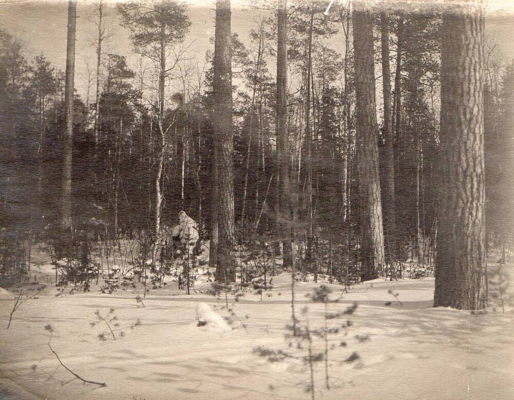 Фотография. Мачтовый лес, пос. Вахтан 1930-е годы.