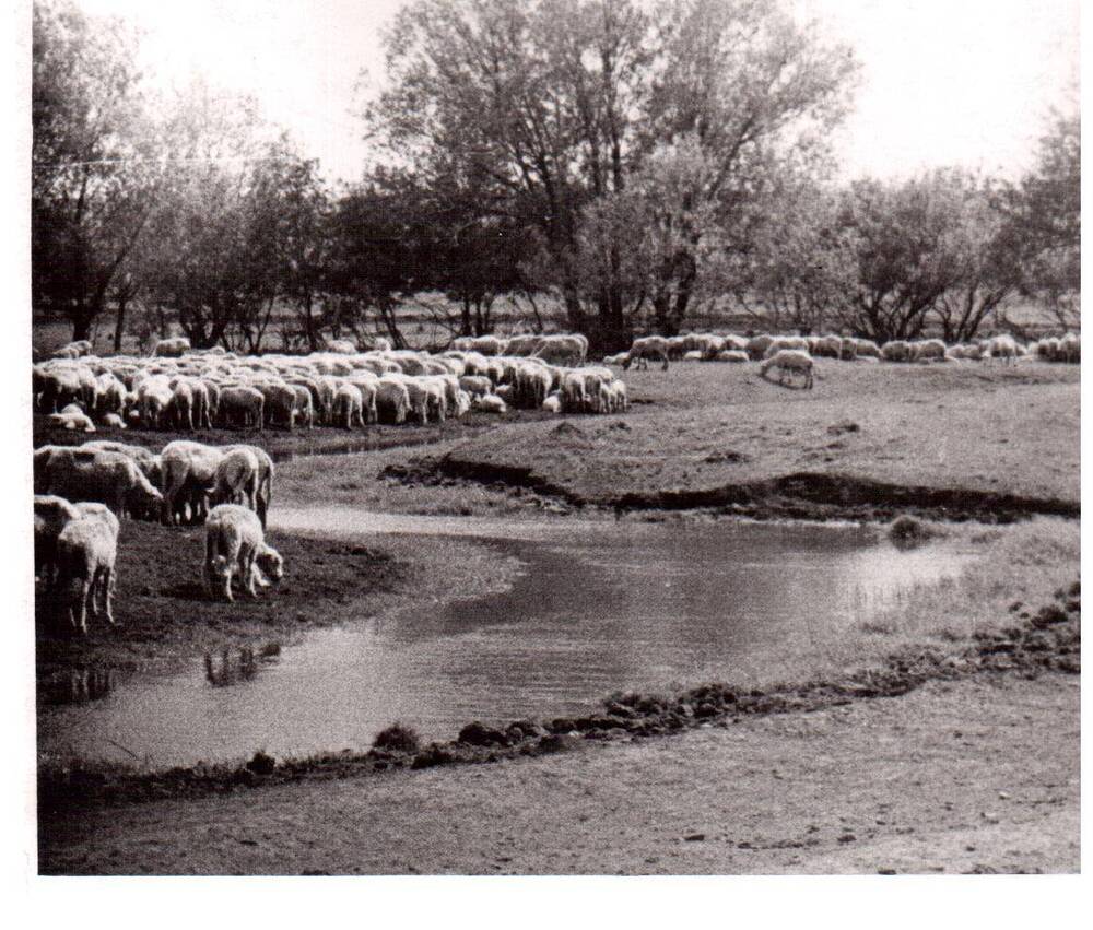 Фотография.Стадо овец на выпасе у ручья.