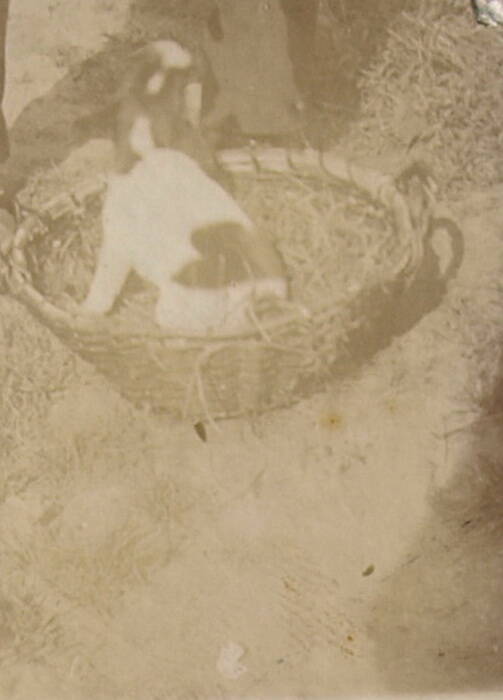 Фотография «Щенок, сидящий в корзине (со спины)»