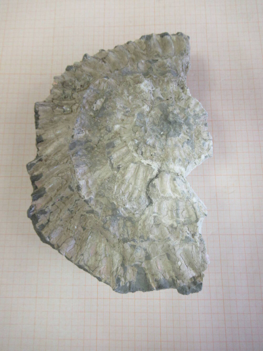 Фрагмент раковины аммонита Dorsoplanites panderi.