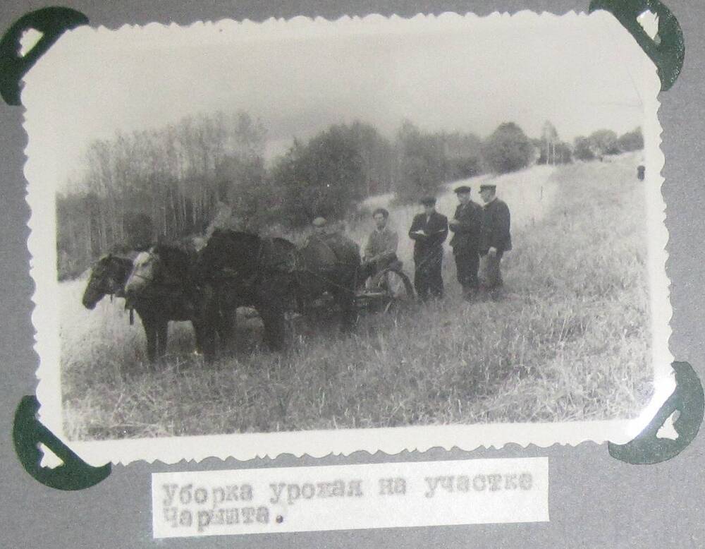 Черно-белая фотография из альбома Кузедеевский Райпромкомбинат.Уборка урожая на участке Чарышта