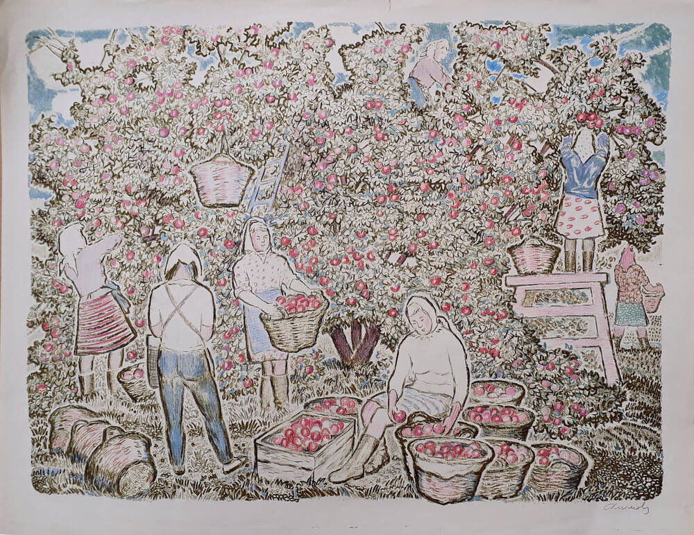 Сбор яблок в колхозном саду. Молодёжная бригада
