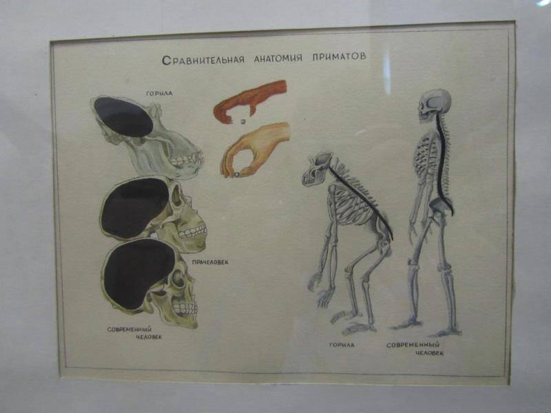 Рисунок. Сравнительная анатомия приматов. Из комплекта: Рисунки художника Билибиной Г.Н.