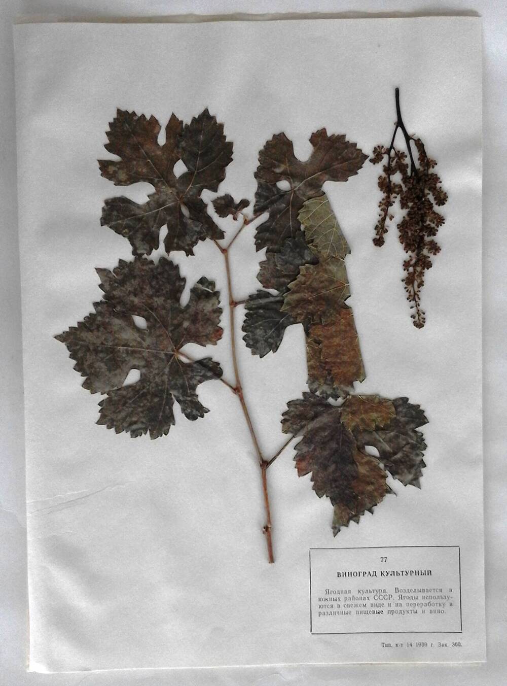 Гербарий Виноград культурный (лат.Vitis vinifera)