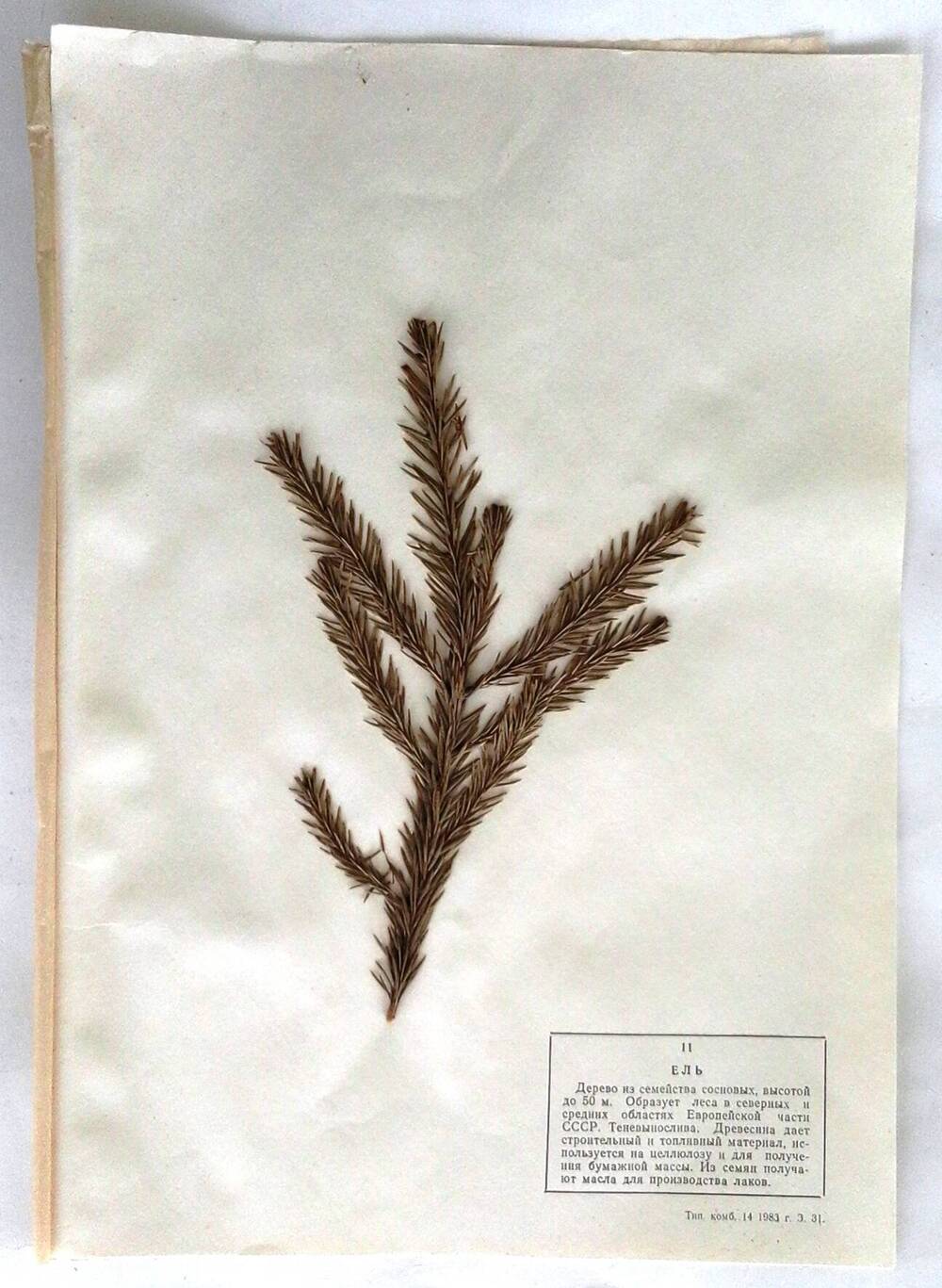 Гербарий Ель (лат.Picea abies)