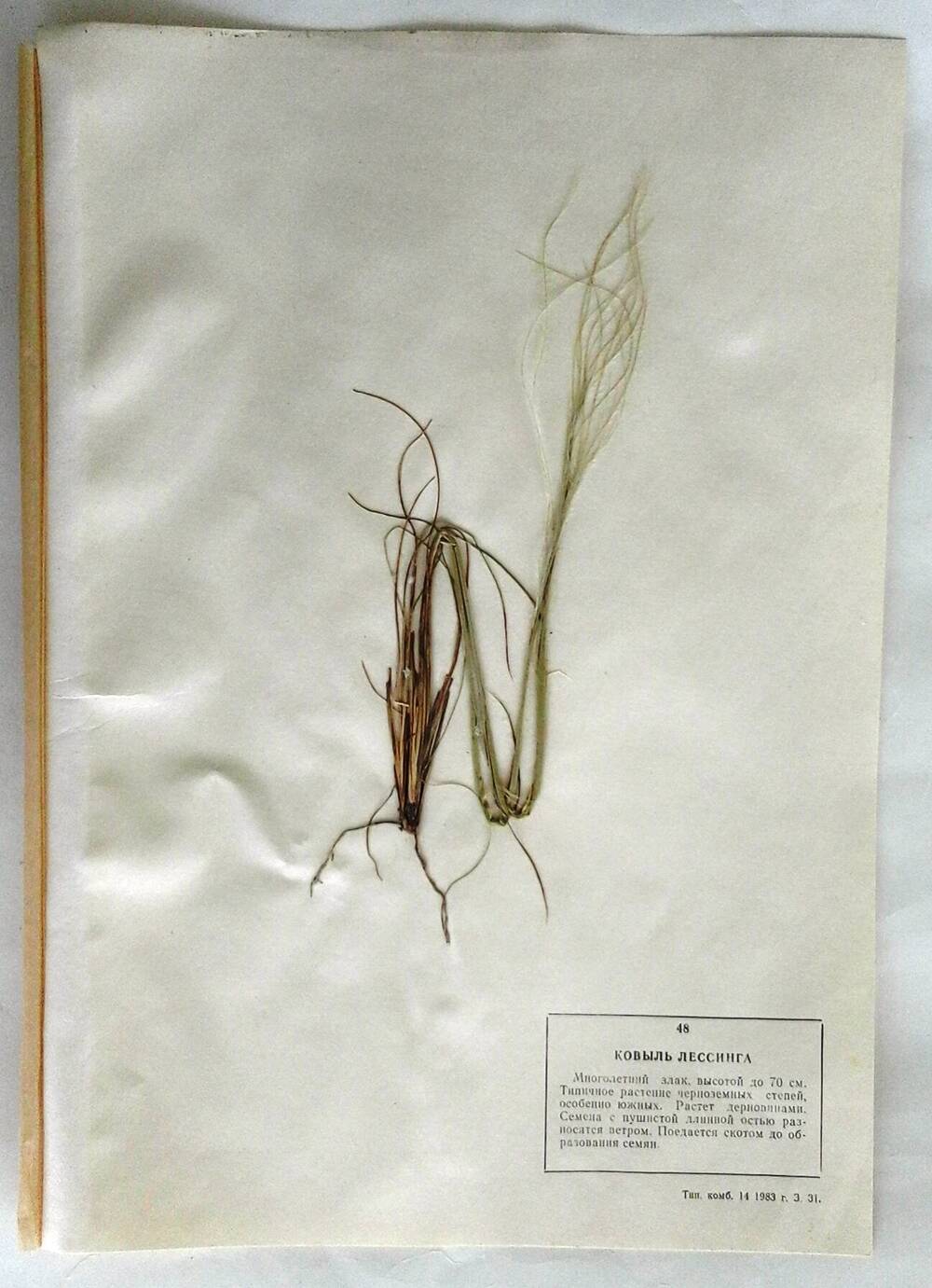 Гербарий Ковыль Лессинга (лат.Stipa Lessingiana)