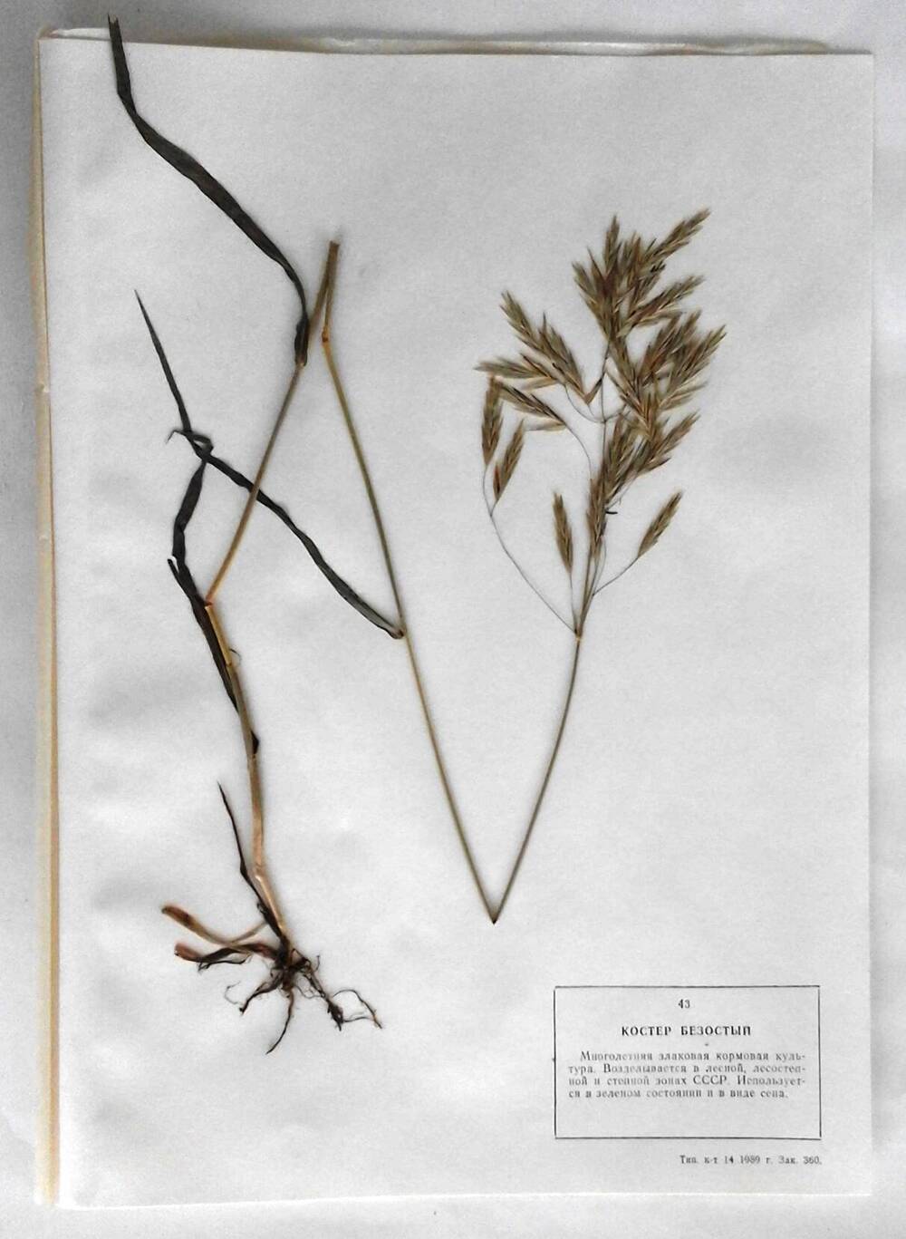 Гербарий Костёр безостый (лат.Bromus inermis)