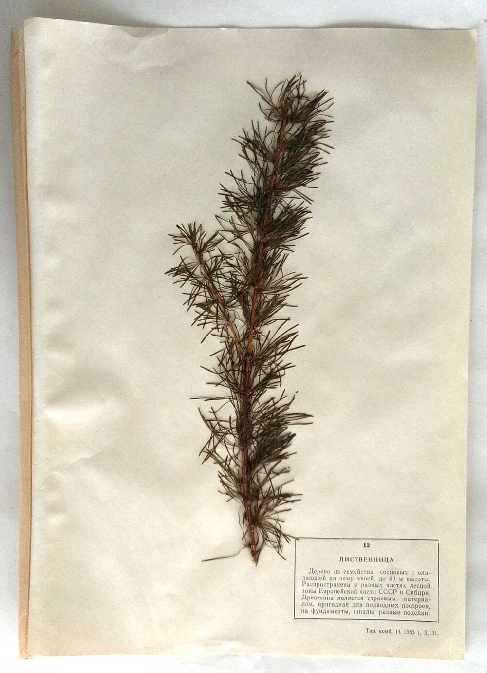 Гербарий Лиственница (лат.Larix)