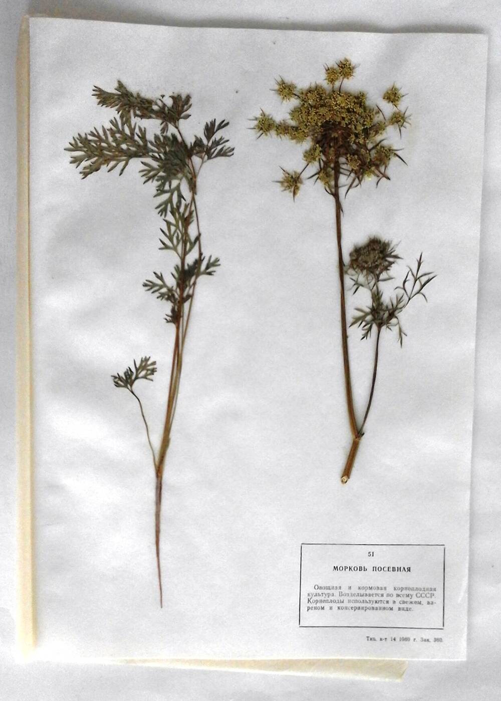 Гербарий Морковь посевная (лат.Daucus sativus (Hoffm) Roehe)