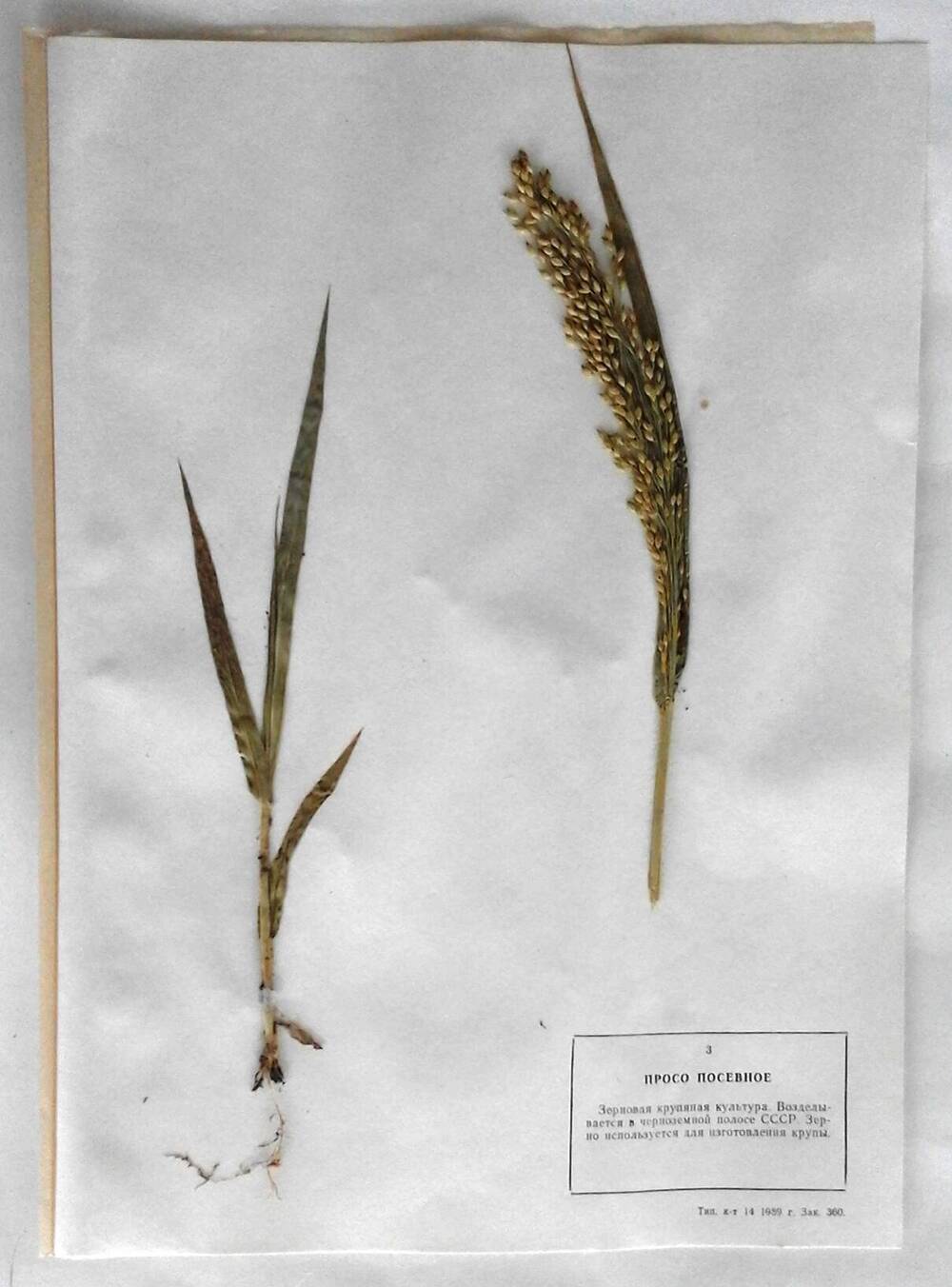 Гербарий Просо посевное (лат.Panicum miliaceum)