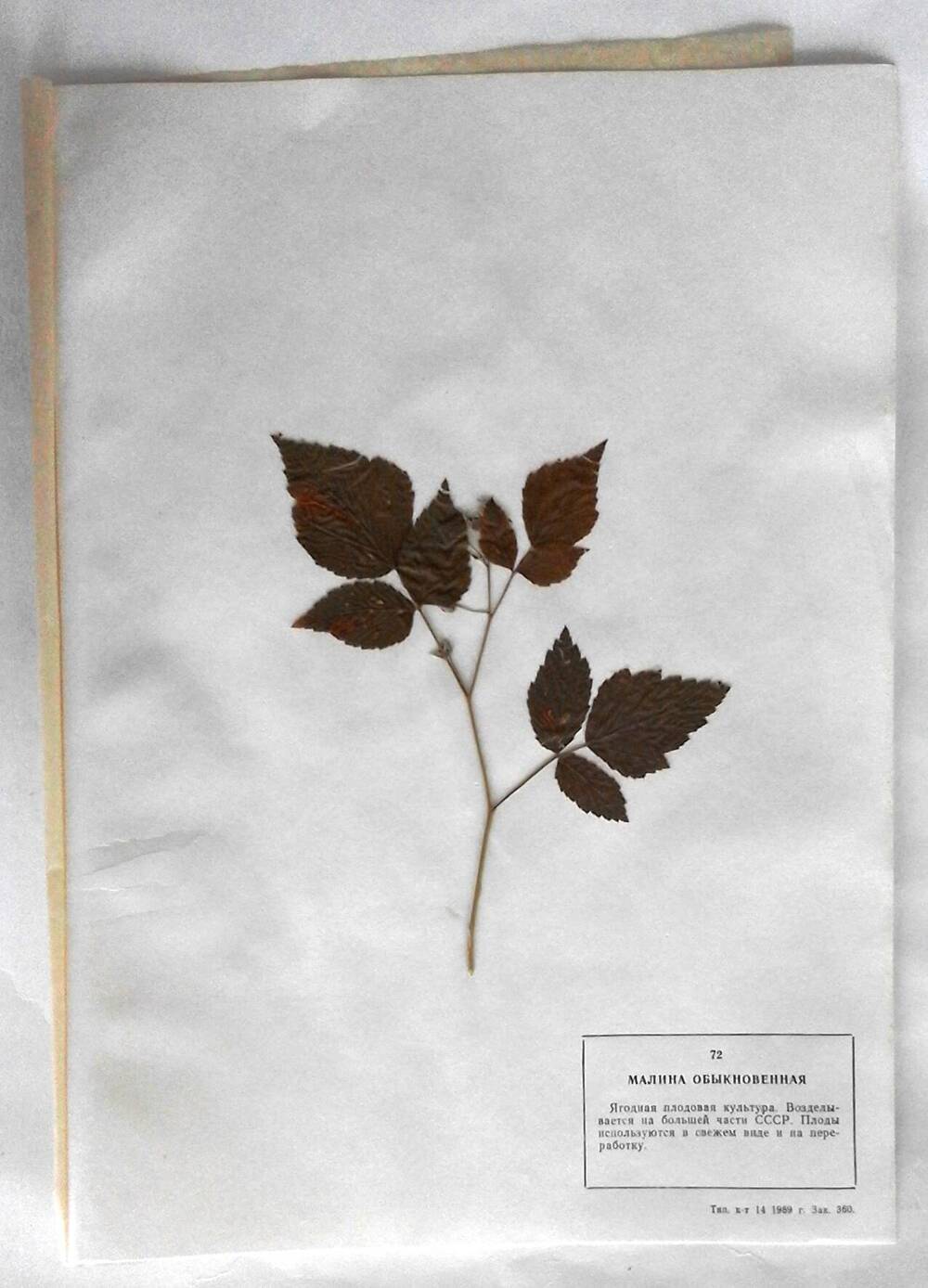 Гербарий Малина обыкновенная (лат.Rubus idaeus)