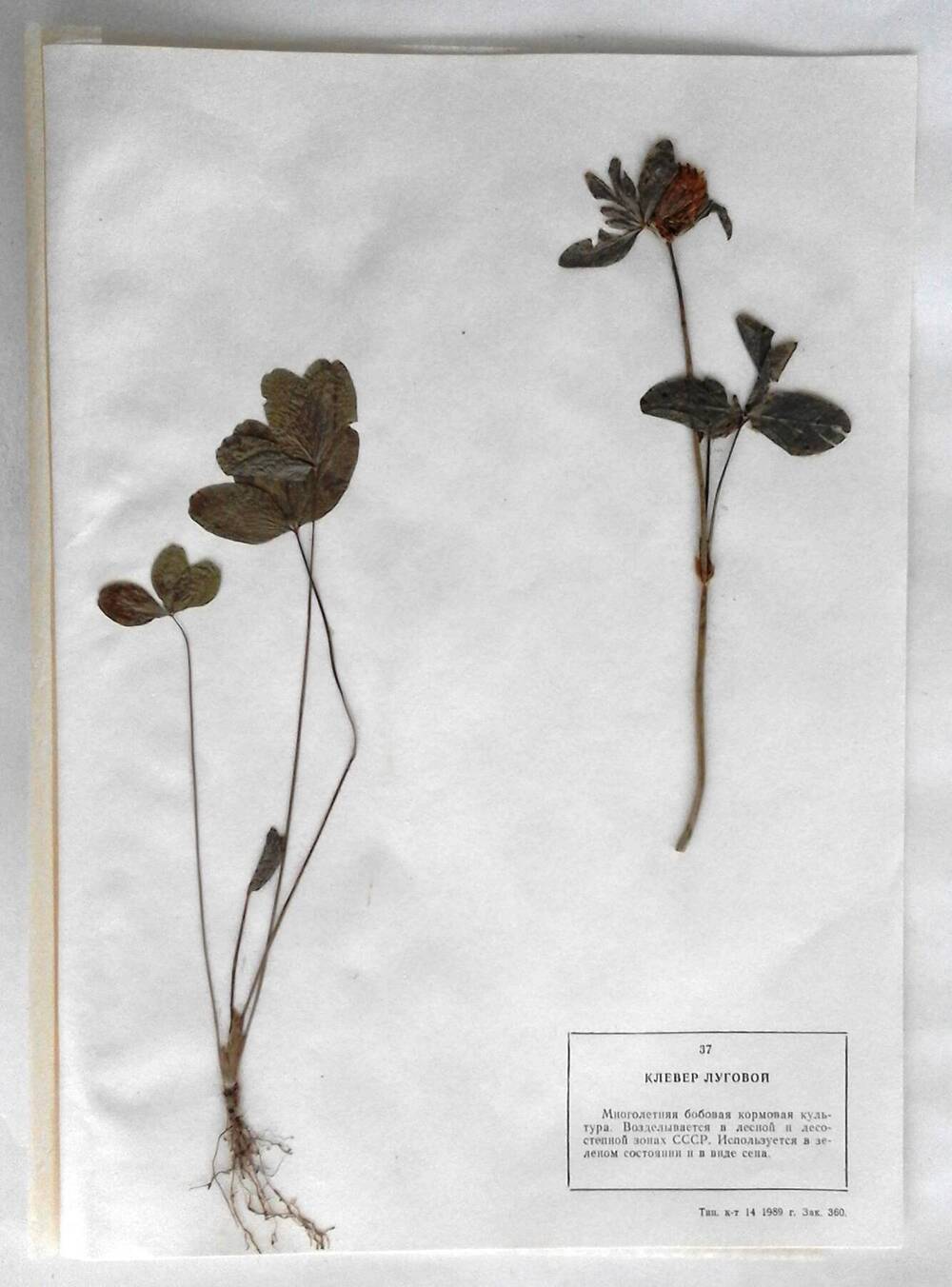 Гербарий Клевер луговой (лат.Trifolium praténse)