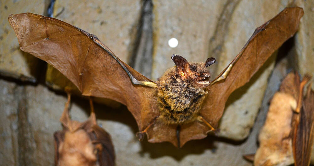 Чучело. Ночница Брандта (Myotis brandti)