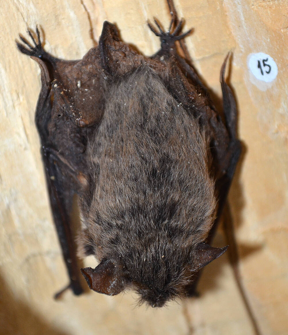 Чучело. Усатая ночница (Myotis mystacinus)