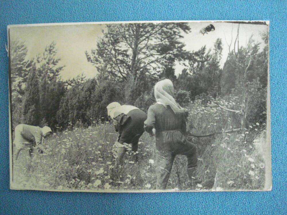 Фотография сюжетная Сбор клубники в д.Почашево