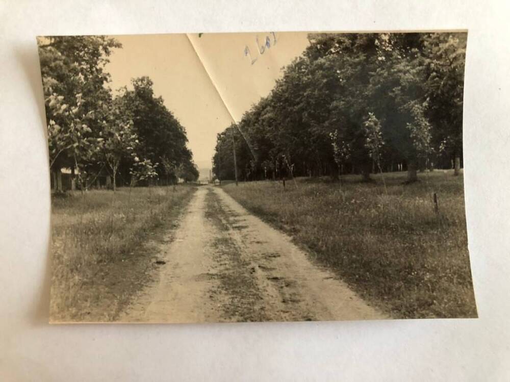 Фотография. Вид дороги к с/х техникуму села Ветошкино.