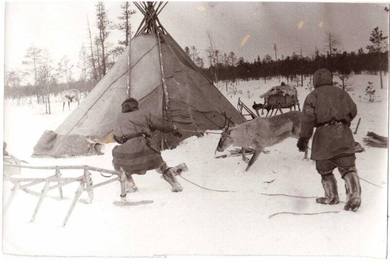 Фотография. Оленеводы ловят оленей