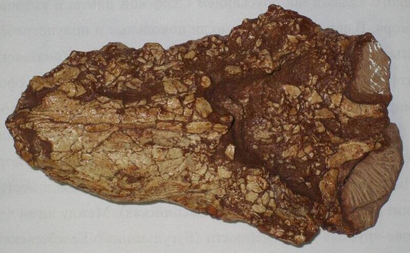 Череп зверообразной рептилии тероцефала, близкого к Viatkosuchus sumini Tatarinov, 1995