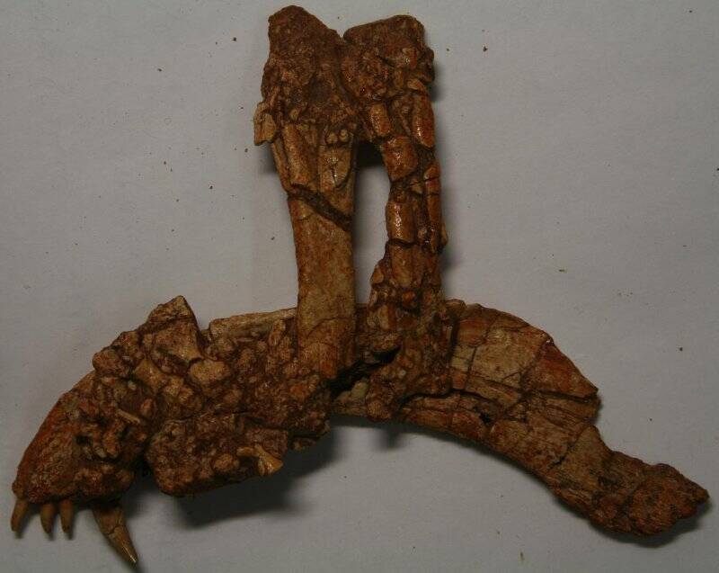 Правая нижняя челюсть с костями кисти и предплечья рептилии тероцефала, близкого к Viatkosuchus sumini Tatarinov, 1995