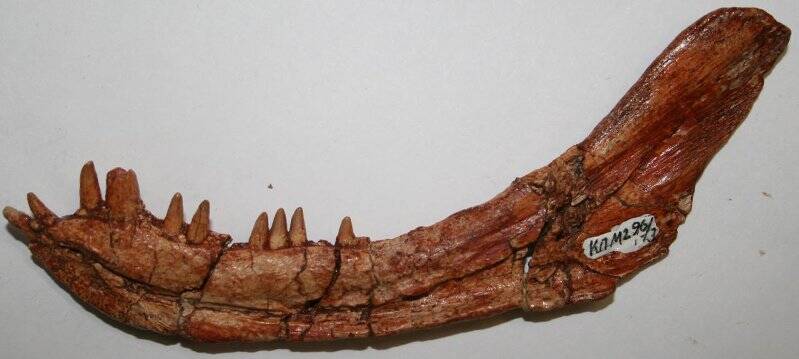 Левая нижняя челюсть рептилии тероцефала, близкого к Viatkosuchus sumini Tatarinov, 1995