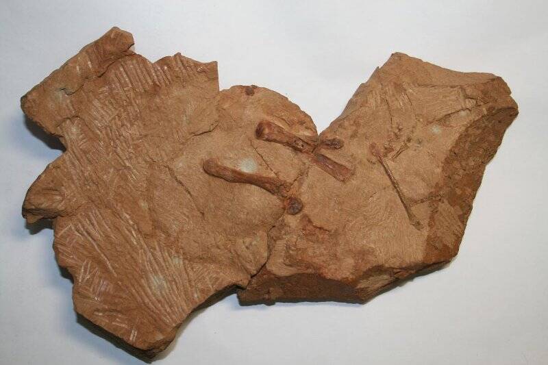 Кости конечностей эмеролетера Emeroleter levis Ivachnenko на глинистой породе