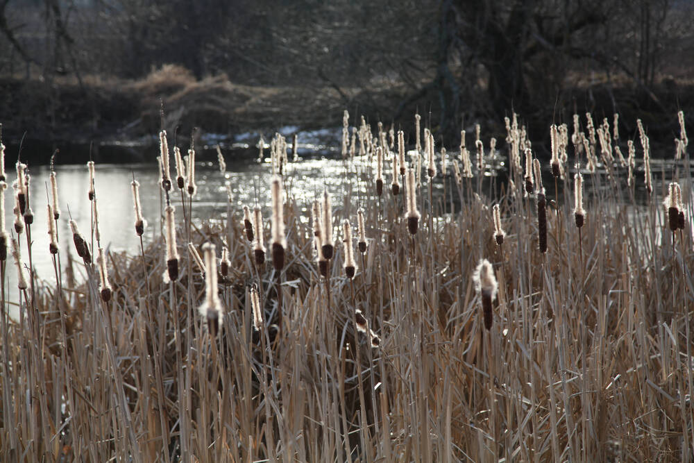 Фотография цветная. Рогоз весной.. Петровский пруд. Зуев Ю. И.