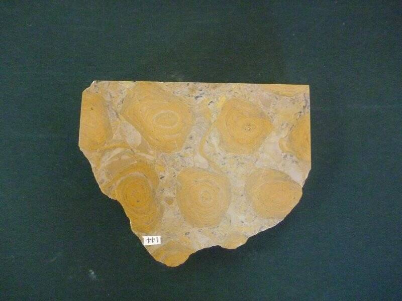 Образец горной породы. Строматолитовый известняк.