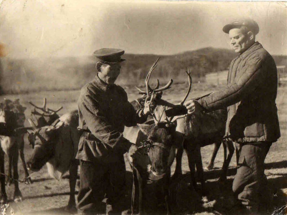 Фотография. Двое мужчин, отпиливают оленю рога. С. Ниманчик. 1950-е гг.