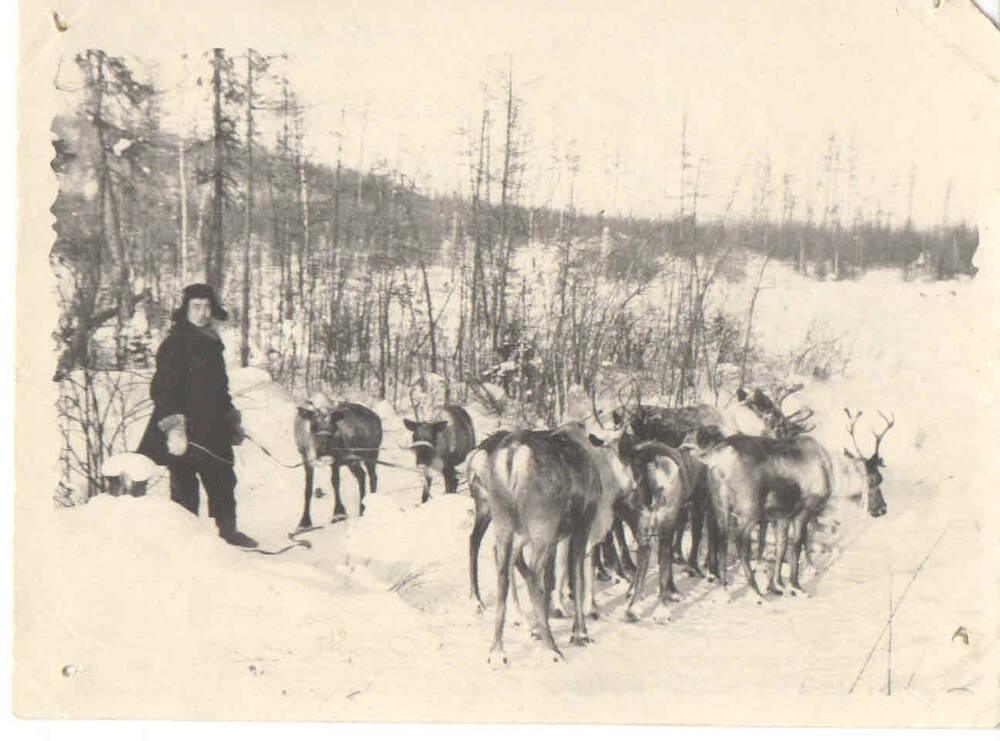 Фотография. Олени национального колхоза с. Ниманчик, 1950-е гг.