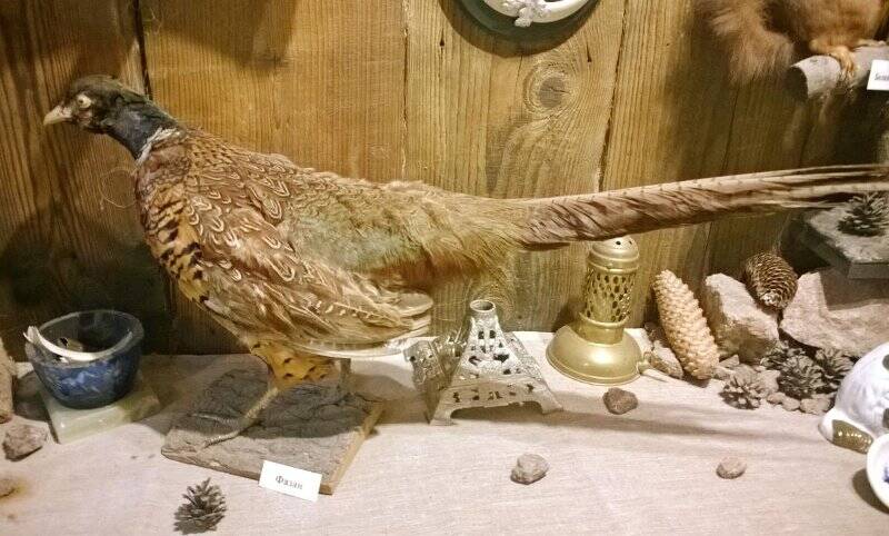 Чучело фазана на деревянной подставке.