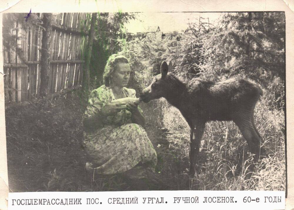 Фотография. Госплемрассадник п.Средний Ургал. Ручной лосёнок. 1960-е годы.