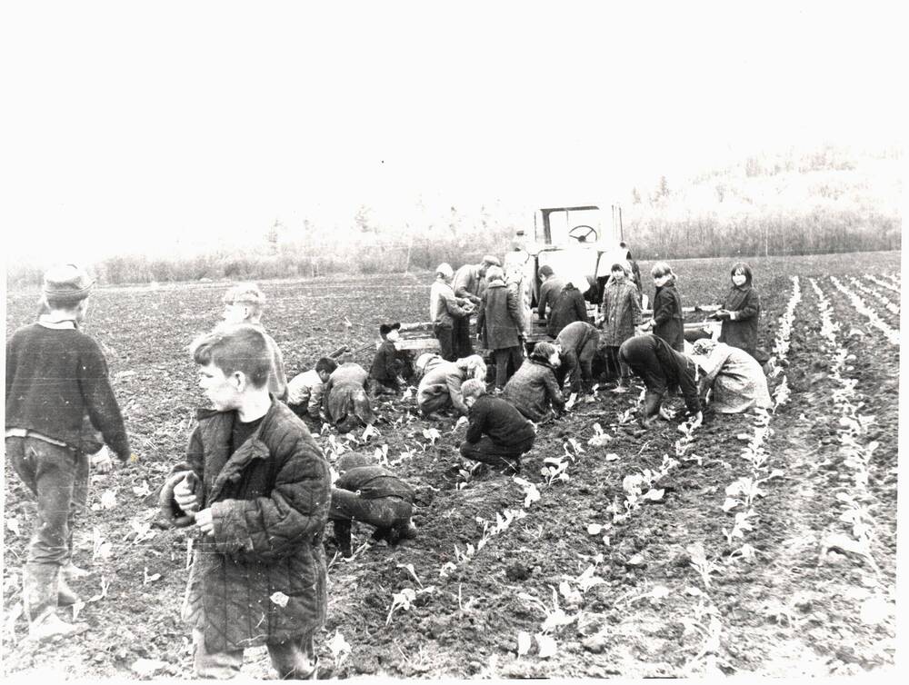 Фотография. Посадка капусты школьниками. Совхоз Аланап. ХХ век.