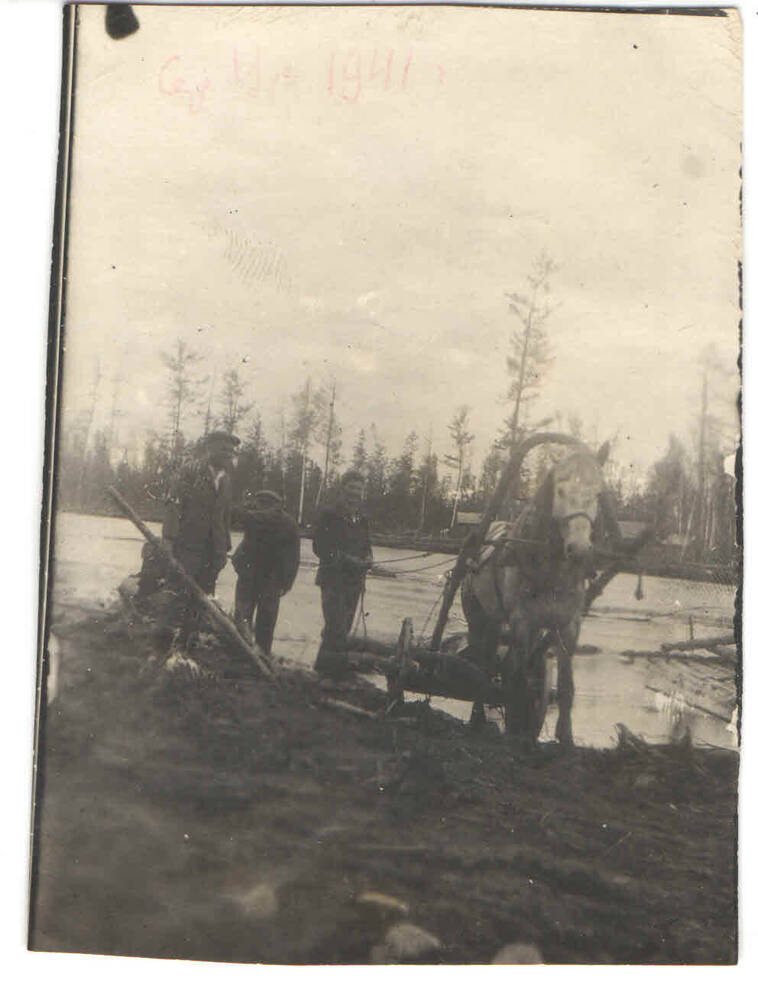 Фотография. Трелёвка леса из реку Ургал, 1939 год.