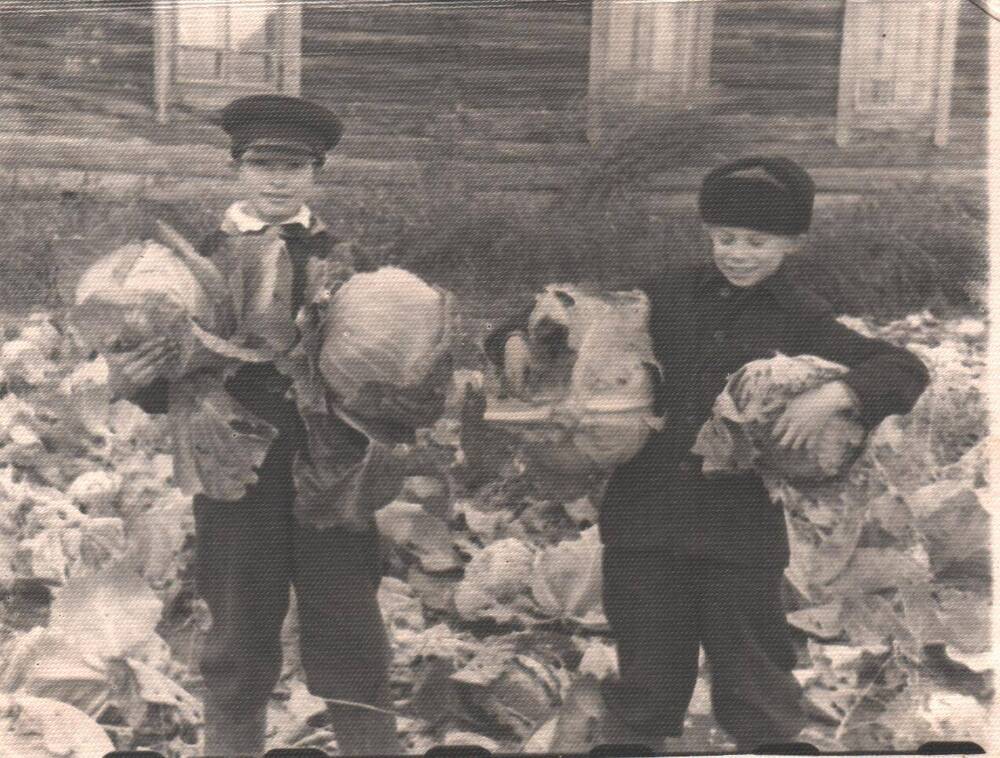 Фотография. Урожай на пришкольном участке Чекундинской семилетней школы, 1958 г.