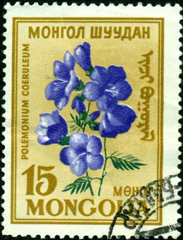 Марка почтовая. Достоинством 15 монго. Серия Цветы - Polemonium coeruleum. Монголия