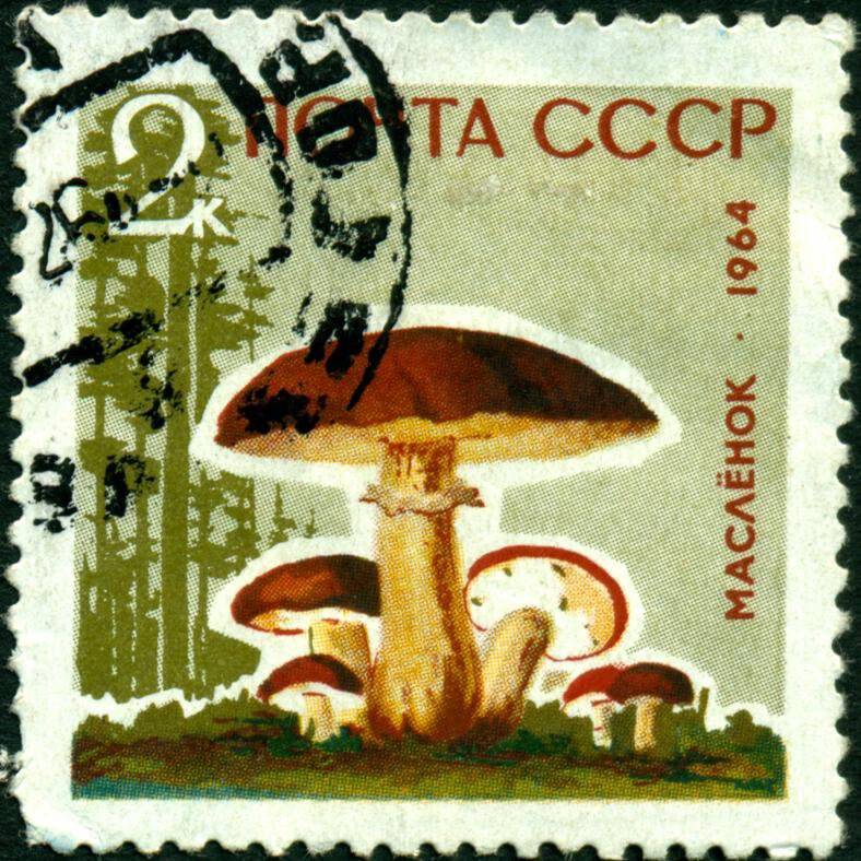 Марка почтовая. 1964 г. Достоинством 2 копейки. Серия Грибы – маслёнок.