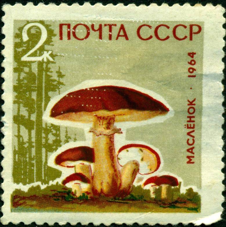 Марка почтовая. 1964 г. Достоинством 2 копейки. Серия Грибы – маслёнок.