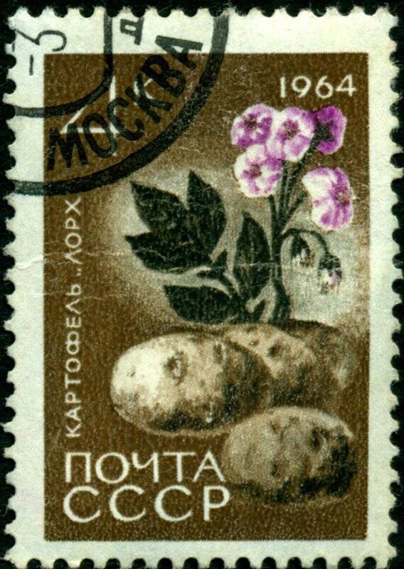 Марка почтовая. 1964 г. Достоинством 4 копейки. Картофель Лорх.