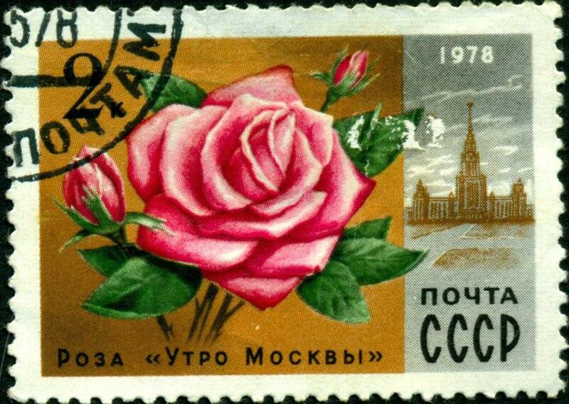 Марка почтовая. 1978 г. Достоинством 2 копейки. Роза Утро Москвы.