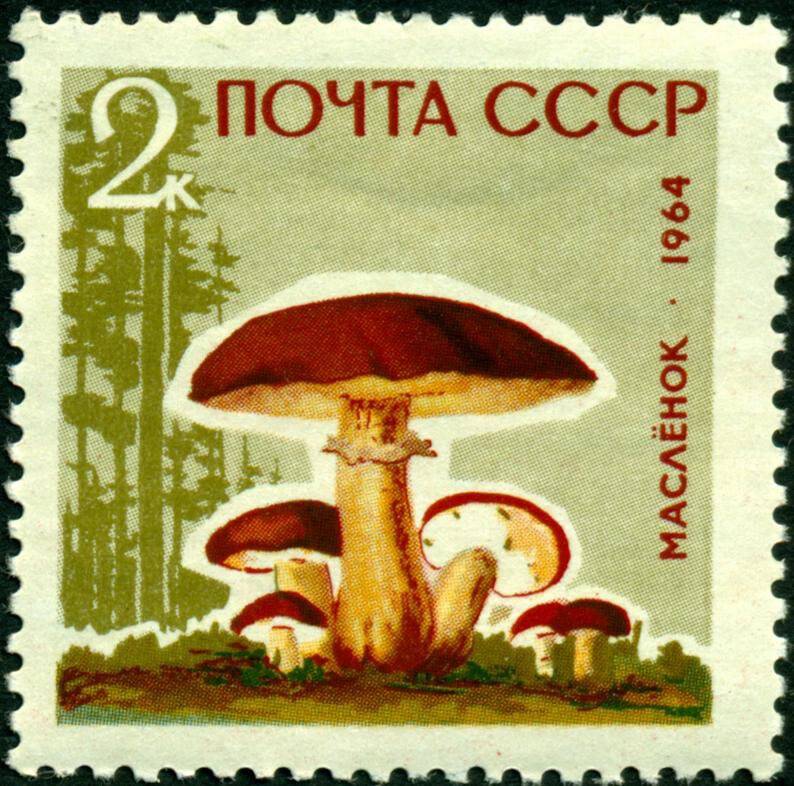 Марка почтовая. 1964 г. Достоинством 2 копейки. Серия Грибы – маслёнок.