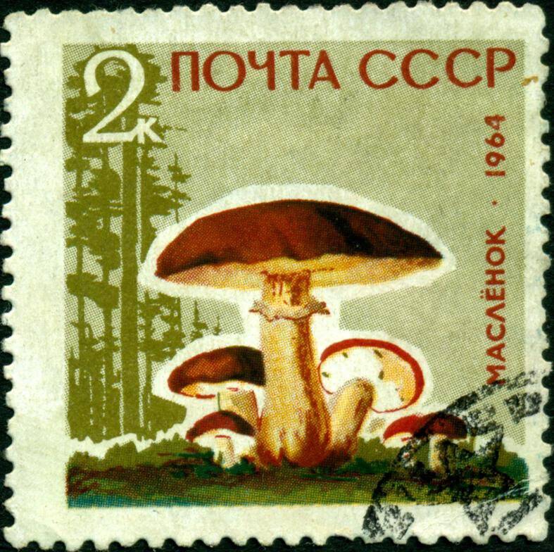 Марка почтовая. 1964 г. Достоинством 2 копейки. Серия Грибы – маслёнок.