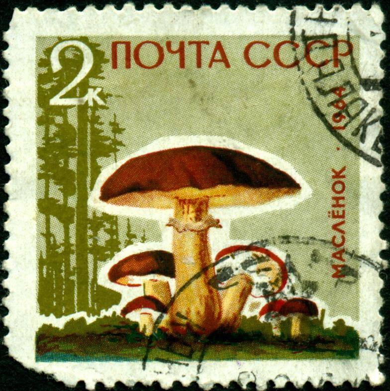 Марка почтовая. 1964 г. Достоинством 2 копейки. Серия Грибы – маслёнок.