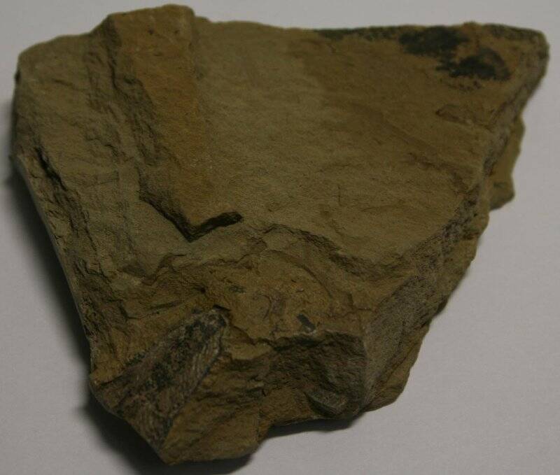 Отпечаток фрагмента основания листа Taeniopteris (?) sp. на плитке мергеля