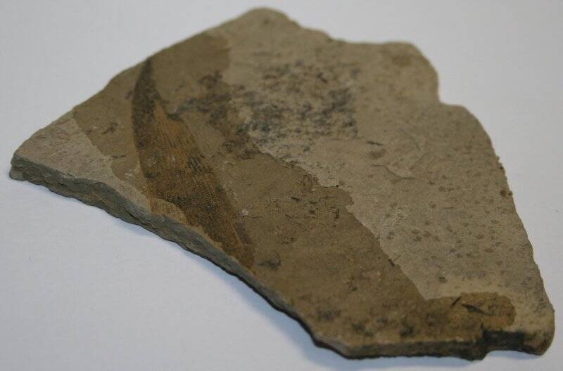 Отпечаток концевой части листа Uralophillum (?) sp. на плитке мергеля