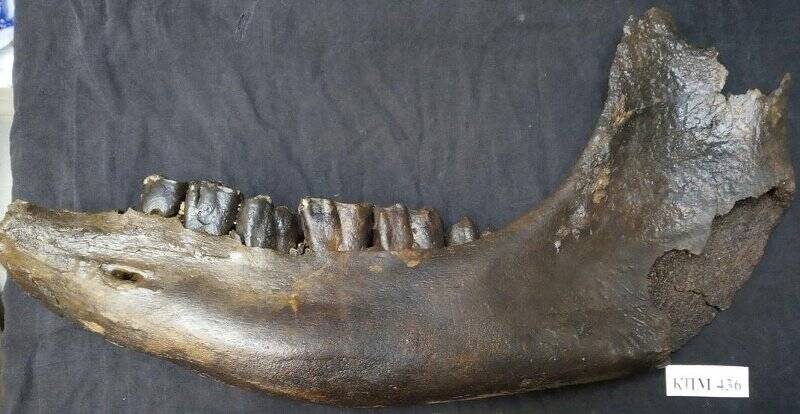 Фрагмент левой нижней челюсти шерстистого носорога Coelodonta antiquitatis Blumenbach, 1799