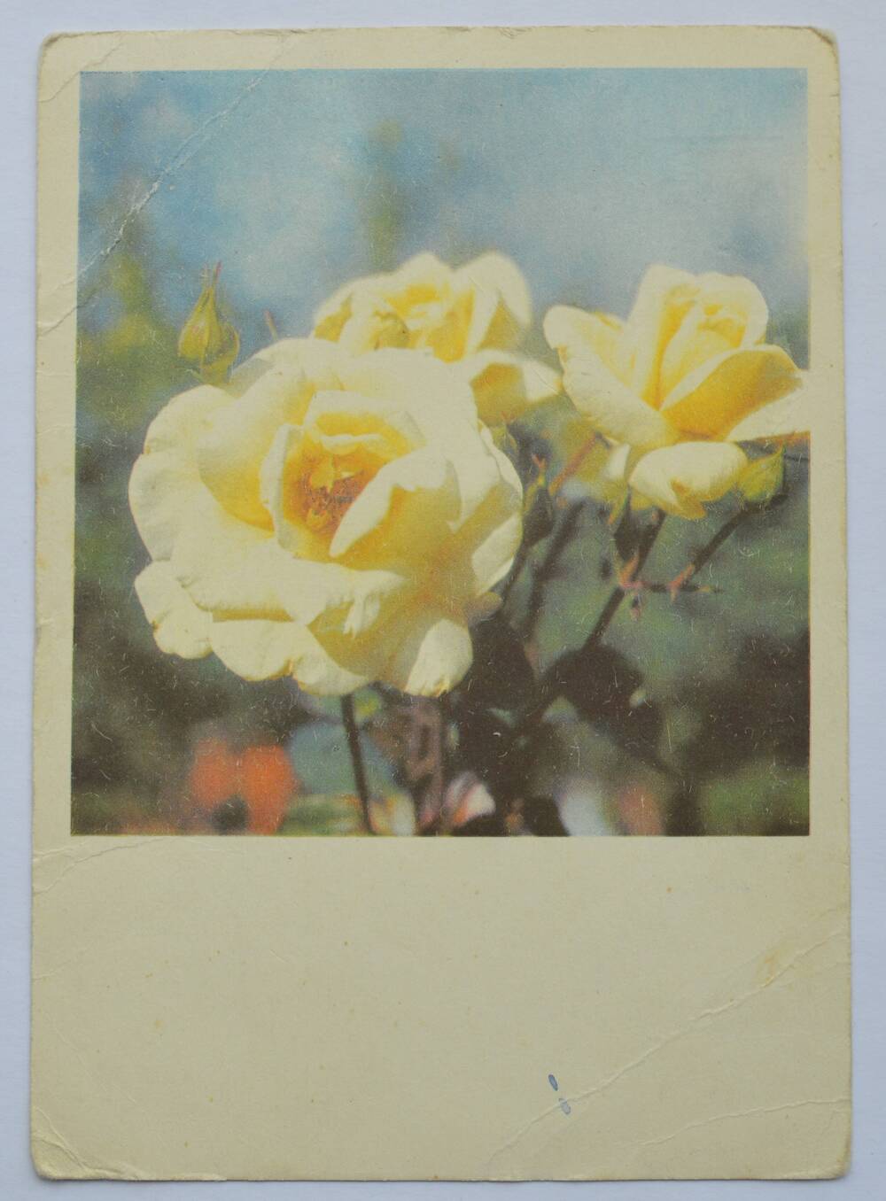 Карточка почтовая. Розы. Фото Д.Смирнова