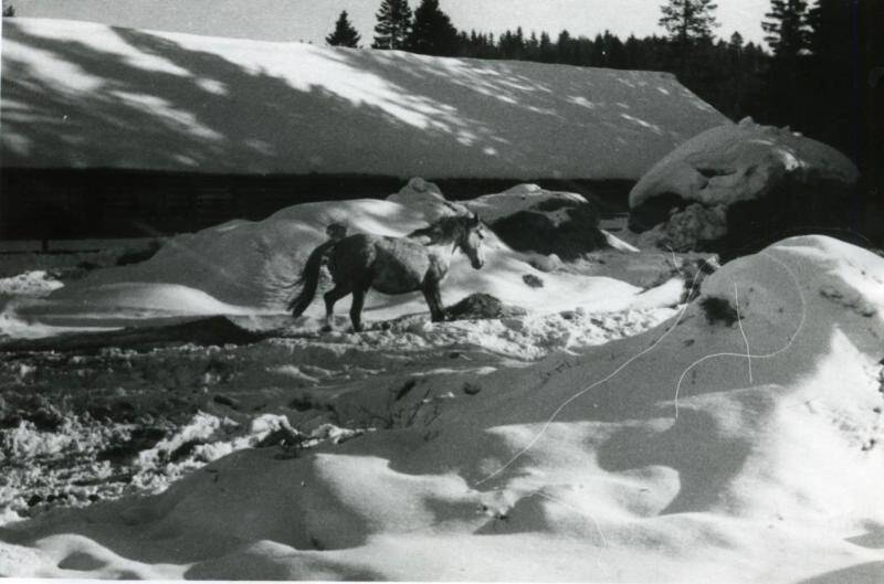 Фотография. Конеферма в колхозе Большевик, Карагайский район, д.Вишня, 80-90е гг