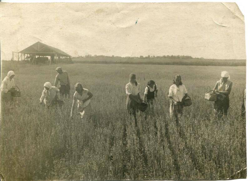 Фотография. Сортовая прополка в кохозе Красный Бригадир