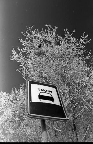 Негатив. «Такси». В кадре дорожный знак «такси» на фоне заснеженного дерева