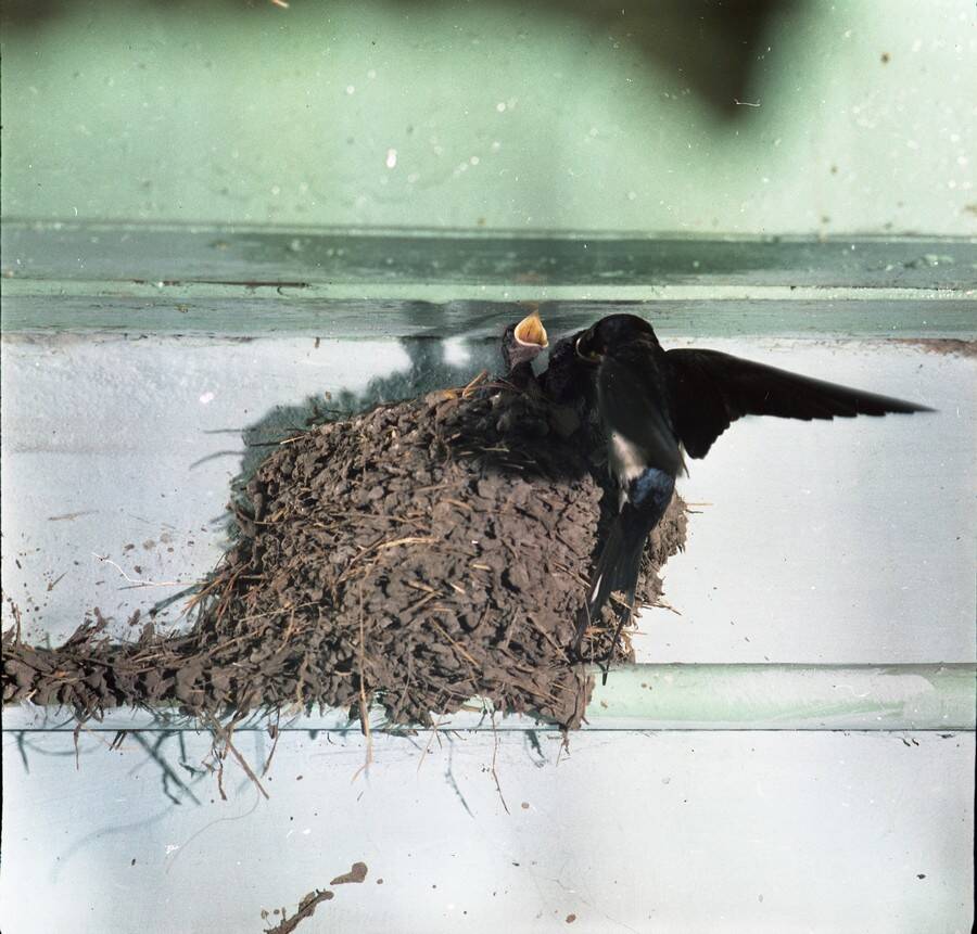 Негатив. В кадре ласточка кормит птенцов в гнезде.
